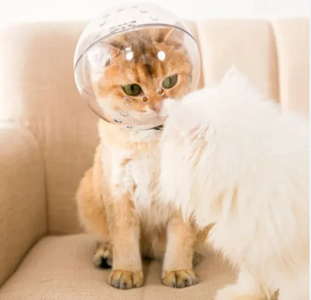 Cat grooming bubble