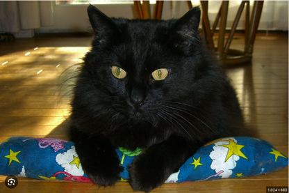 Cat NIp pillow toy